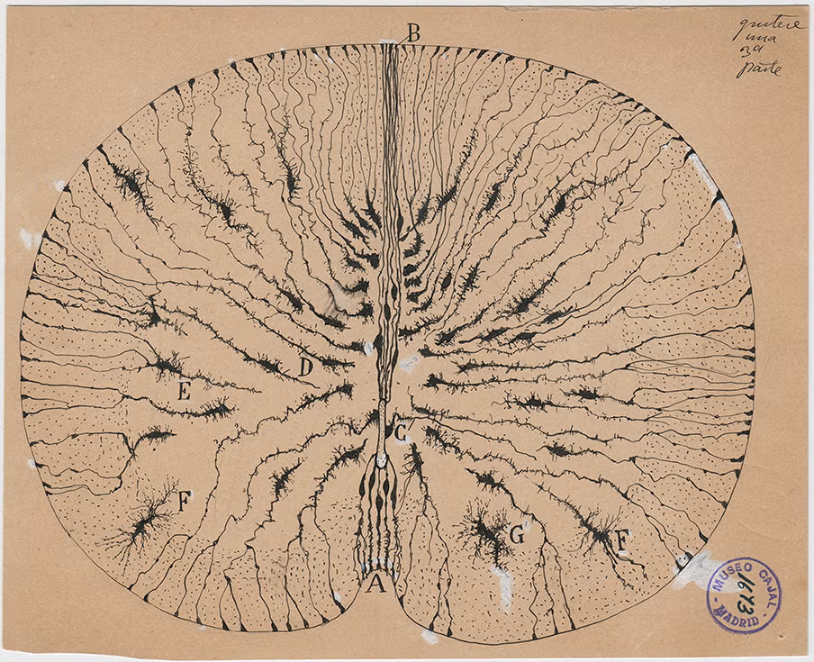 A circular anatomical drawing in black ink on tan paper